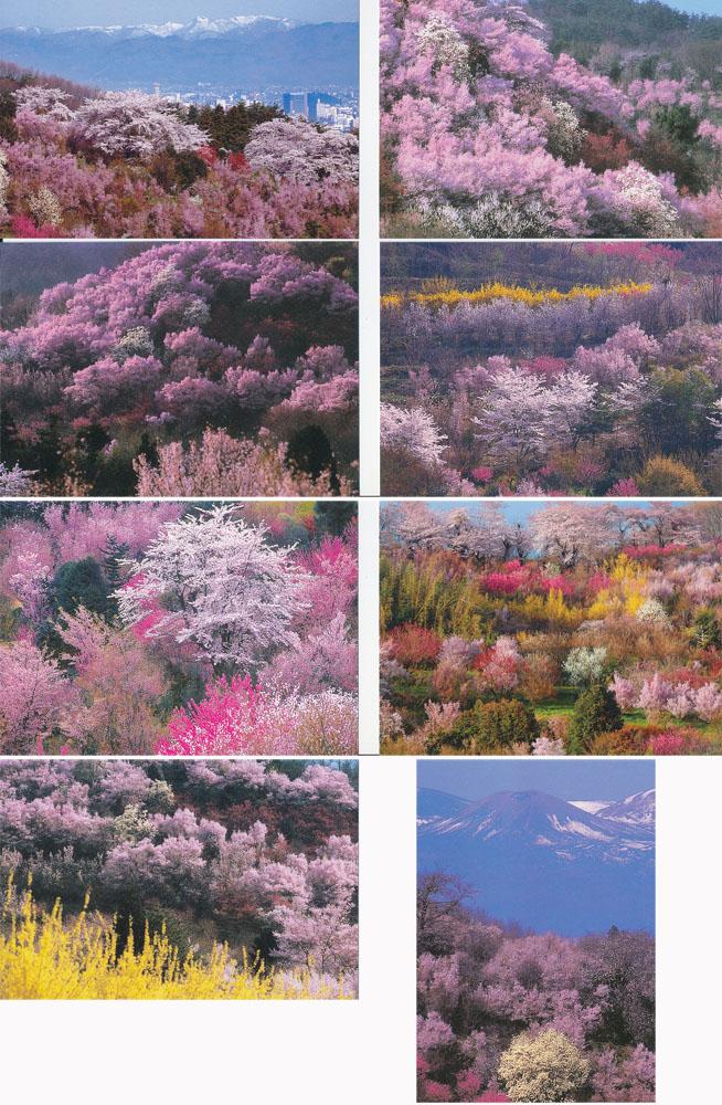 ​花見山の桜のポストカード